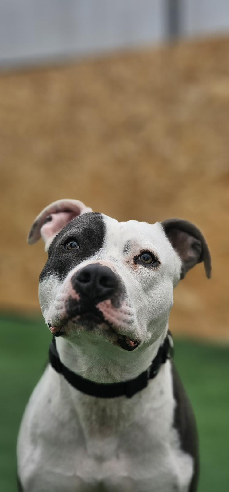 O Ace, staffordshire bull terrier e companheiro do João Lopes